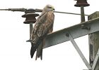 Filename=Black-Kite-Nocton-Heath-7th.jpg
Filesize=50KiB
Dimensions=700x497
Date added=Oct 28, 2007 Black-Kite-Nocton-Heath-7th.jpg