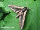 Filename=Privet-Hawk-Marton-June-200.jpg
Filesize=30KiB
Dimensions=600x450
Date added=Jun 21, 2006 Privet-Hawk-Marton-June-200.jpg