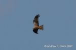 Filename=black_kite_1.jpg
Filesize=37KiB
Dimensions=700x466
Date added=Jul 22, 2007 black_kite_1.jpg
