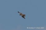 Filename=black_kite_2.jpg
Filesize=36KiB
Dimensions=700x467
Date added=Jul 22, 2007 black_kite_2.jpg