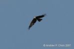 Filename=black_kite_3.jpg
Filesize=36KiB
Dimensions=700x467
Date added=Jul 22, 2007 black_kite_3.jpg