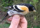 Filename=brambling.jpg
Filesize=21KiB
Dimensions=500x356
Date added=Apr 18, 2006 brambling.jpg