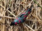 Filename=burnet-moth.jpg
Filesize=106KiB
Dimensions=600x445
Date added=Jul 01, 2006 burnet-moth.jpg