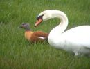 cape_shelduck.jpg