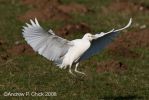 Filename=cattle_egret_1_apc.jpg
Filesize=65KiB
Dimensions=700x467
Date added=Feb 16, 2008 cattle_egret_1_apc.jpg