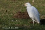 Filename=cattle_egret_2_apc.jpg
Filesize=73KiB
Dimensions=700x467
Date added=Feb 16, 2008 cattle_egret_2_apc.jpg
