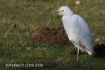 cattle_egret_2_apc.jpg