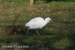 Filename=cattle_egret_3_apc.jpg
Filesize=64KiB
Dimensions=700x467
Date added=Feb 16, 2008 cattle_egret_3_apc.jpg