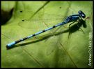 Filename=common_blue_5name.jpg
Filesize=66KiB
Dimensions=615x453
Date added=Jul 11, 2006 common_blue_5name.jpg