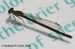 common_blue_damselfly_1.jpg