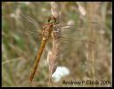Filename=common_darter_1_name.jpg
Filesize=50KiB
Dimensions=515x402
Date added=Jul 20, 2006 common_darter_1_name.jpg