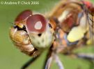 common_darter_macro.jpg