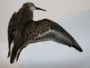 Filename=dunlin.jpg
Filesize=45KiB
Dimensions=700x531
Date added=Nov 13, 2007 dunlin.jpg