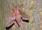 elephant-Hawk-moth-1.jpg