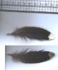 Filename=feather.jpg
Filesize=38KiB
Dimensions=500x597
Date added=Feb 01, 2007 feather.jpg