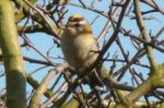 Filename=firecrest-1.jpg
Filesize=31KiB
Dimensions=371x247
Date added=Feb 15, 2008 firecrest-1.jpg