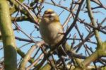 firecrest-1.jpg