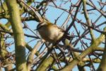 Filename=firecrest-2.JPG
Filesize=44KiB
Dimensions=438x292
Date added=Feb 15, 2008 firecrest-2.JPG