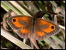 Filename=gatekeeper_2.jpg
Filesize=63KiB
Dimensions=615x463
Date added=Jul 10, 2006 gatekeeper_2.jpg