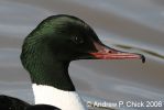 goosander_1.jpg