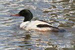 goosander_2.jpg