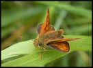 Filename=large-skipper-frieston06.jpg
Filesize=45KiB
Dimensions=615x451
Date added=Jul 01, 2006 large-skipper-frieston06.jpg