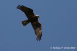 Filename=marsh_harrier_700.jpg
Filesize=32KiB
Dimensions=700x466
Date added=Jul 09, 2007 marsh_harrier_700.jpg