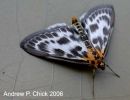 Filename=moth_1.jpg
Filesize=19KiB
Dimensions=500x383
Date added=Jun 19, 2006 moth_1.jpg