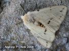 Filename=moth_2.jpg
Filesize=44KiB
Dimensions=500x370
Date added=Jun 19, 2006 moth_2.jpg