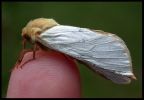 Filename=moth_b.jpg
Filesize=33KiB
Dimensions=615x426
Date added=Jul 07, 2006 moth_b.jpg