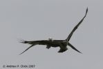 Filename=osprey_2.jpg
Filesize=33KiB
Dimensions=700x467
Date added=Jul 01, 2007 osprey_2.jpg
