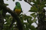 Filename=parakeet.jpg
Filesize=63KiB
Dimensions=700x467
Date added=Jul 01, 2007 parakeet.jpg