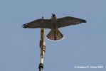 Filename=peregrine_5.jpg
Filesize=42KiB
Dimensions=700x467
Date added=Jun 28, 2007 peregrine_5.jpg
