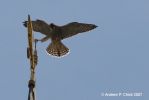 Filename=peregrine_6.jpg
Filesize=42KiB
Dimensions=700x467
Date added=Jun 28, 2007 peregrine_6.jpg