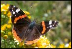 red_admiral_3.jpg