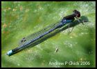 Filename=red_eyed_damsel_1name.jpg
Filesize=69KiB
Dimensions=515x367
Date added=Jul 21, 2006 red_eyed_damsel_1name.jpg
