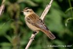 Filename=sedge_warbler_1.jpg
Filesize=59KiB
Dimensions=700x466
Date added=Aug 26, 2007 sedge_warbler_1.jpg