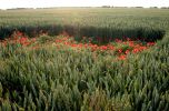 Filename=skylarks.jpg
Filesize=108KiB
Dimensions=600x393
Date added=Jul 01, 2006 skylarks.jpg