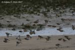 Filename=twite_1.jpg
Filesize=29KiB
Dimensions=700x467
Date added=Nov 25, 2007 twite_1.jpg