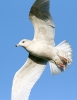Filename=10~74.jpg
Filesize=76KiB
Dimensions=500x646
Date added=Jan 27, 2012 10~74.jpg