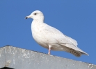 Filename=10~75.jpg
Filesize=75KiB
Dimensions=700x504
Date added=Feb 04, 2012 10~75.jpg