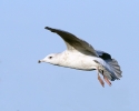 Filename=12~55.jpg
Filesize=62KiB
Dimensions=700x556
Date added=Jan 29, 2012 12~55.jpg
