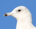 Filename=14~33.jpg
Filesize=66KiB
Dimensions=700x553
Date added=Feb 03, 2012 14~33.jpg