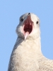 Filename=14~34.jpg
Filesize=94KiB
Dimensions=500x661
Date added=Feb 04, 2012 14~34.jpg