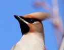 Filename=1_Waxwing.jpg
Filesize=89KiB
Dimensions=699x553
Date added=Dec 11, 2008 1_Waxwing.jpg