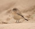 Filename=2_Desert_wheatear.jpg
Filesize=122KiB
Dimensions=700x585
Date added=Nov 11, 2008 2_Desert_wheatear.jpg