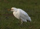 3_Cattle_Egret.jpg