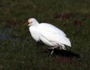 Filename=5_Cattle_Egret.jpg
Filesize=93KiB
Dimensions=700x545
Date added=Feb 05, 2008 5_Cattle_Egret.jpg