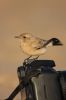 Filename=9_Desert_wheatear.jpg
Filesize=72KiB
Dimensions=400x600
Date added=Nov 14, 2008 9_Desert_wheatear.jpg