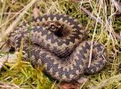 Filename=Adder_16.jpg
Filesize=120KiB
Dimensions=650x475
Date added=Apr 09, 2008 Adder_16.jpg